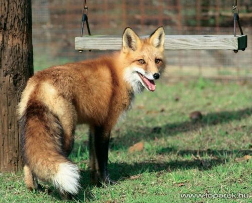 Kültéri napelemes ultrahangos kártevőriasztó, kutyariasztó, macskariasztó és vadriasztó mozgásérzékelővel (hatótávolság 25 m2)