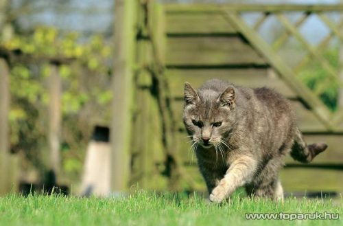 Kültéri napelemes ultrahangos kártevőriasztó, kutyariasztó, macskariasztó és vadriasztó mozgásérzékelővel (hatótávolság 25 m2)