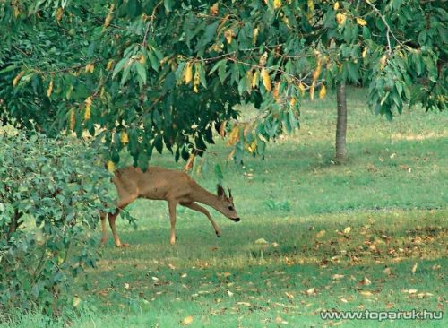 Kültéri napelemes ultrahangos kártevőriasztó, kutyariasztó, macskariasztó és vadriasztó mozgásérzékelővel (hatótávolság 25 m2)