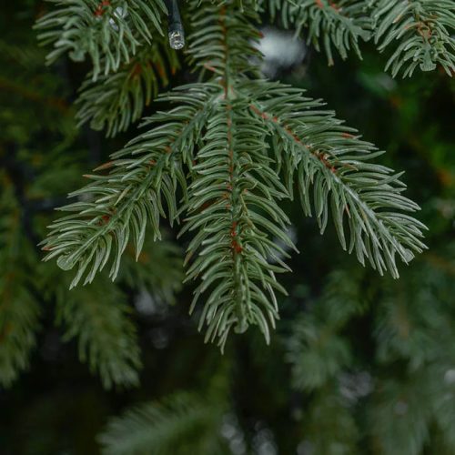 NIGHTLIGHT 310 LED-es, meleg fehéren világító kevert tűlevelű 2D + 3D műfenyő, zöld 180 cm (KFB 618)