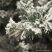 SNOWY PINE havas dús műfenyő, 180 cm (KFG 928)