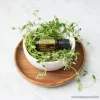 doTERRA Thyme - Kakukkfű esszenciális olaj, illóolaj, 15 ml