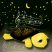 HOME NLT 3 Csillagképek hangulatvilágítás, zenélő teknős - megszűnt termék: 2015. április