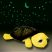 HOME NLT 3 Csillagképek hangulatvilágítás, zenélő teknős - megszűnt termék: 2015. április